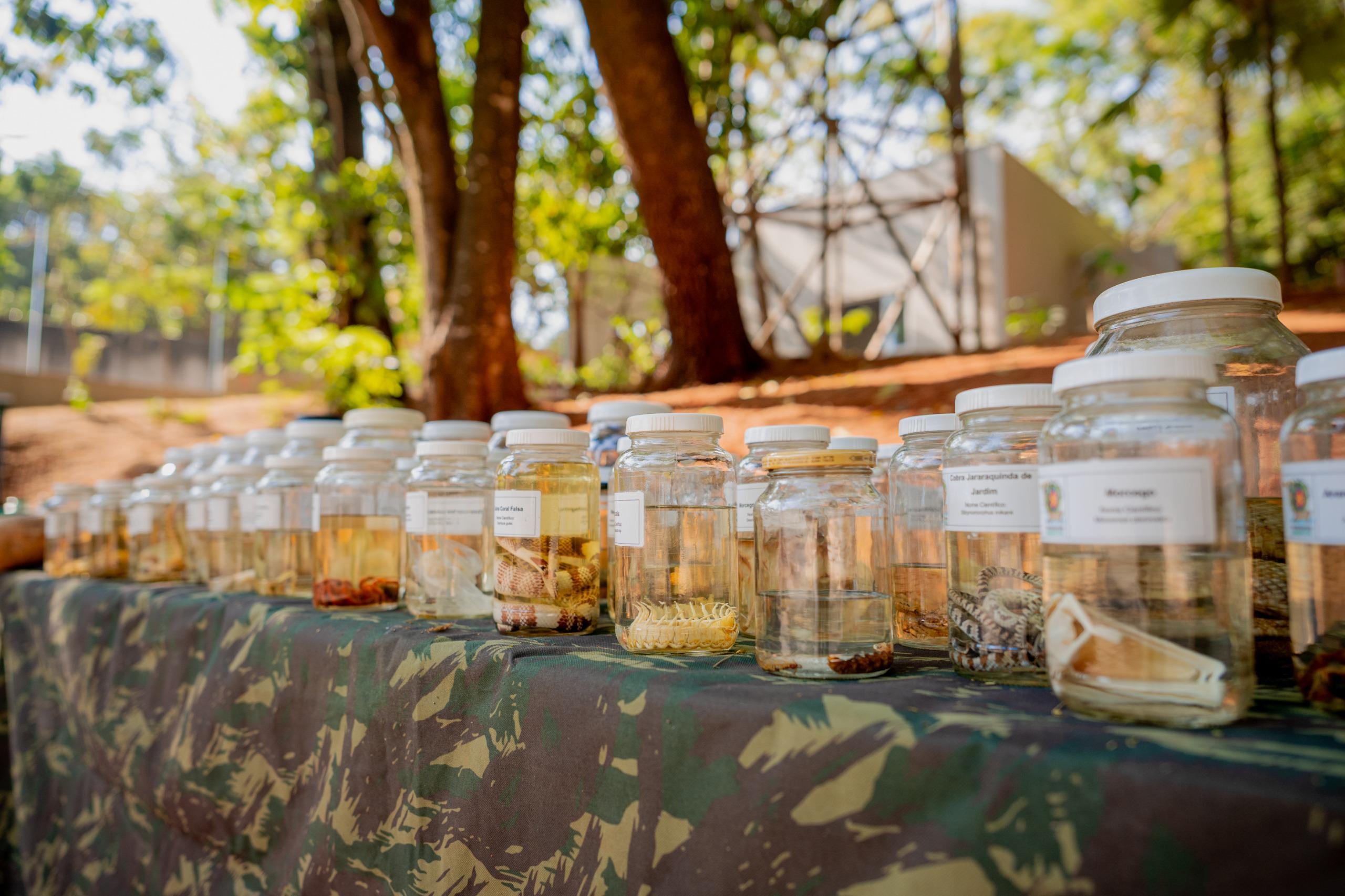 Após pedido dos escoteiros, Zoonoses de Anápolis promove treinamento sobre animais peçonhentos