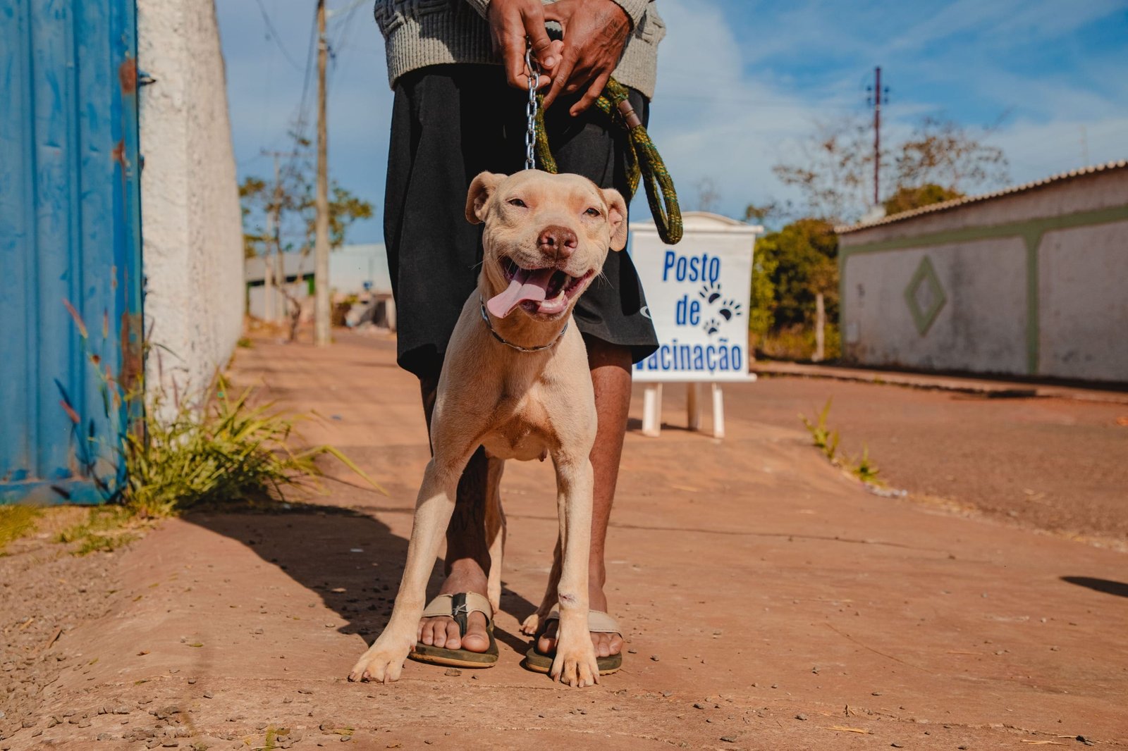 Zoonoses promoverá vacinação antirrábica domiciliar para cães e gatos nesta terça (24)