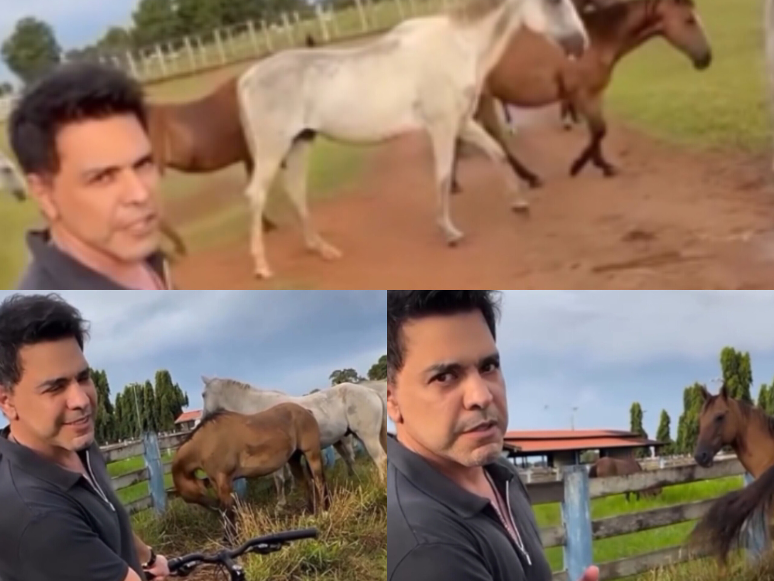 Cantor Zezé Di Camargo emociona ao mostrar cavalos resgatados de abatedouro clandestino em Anápolis