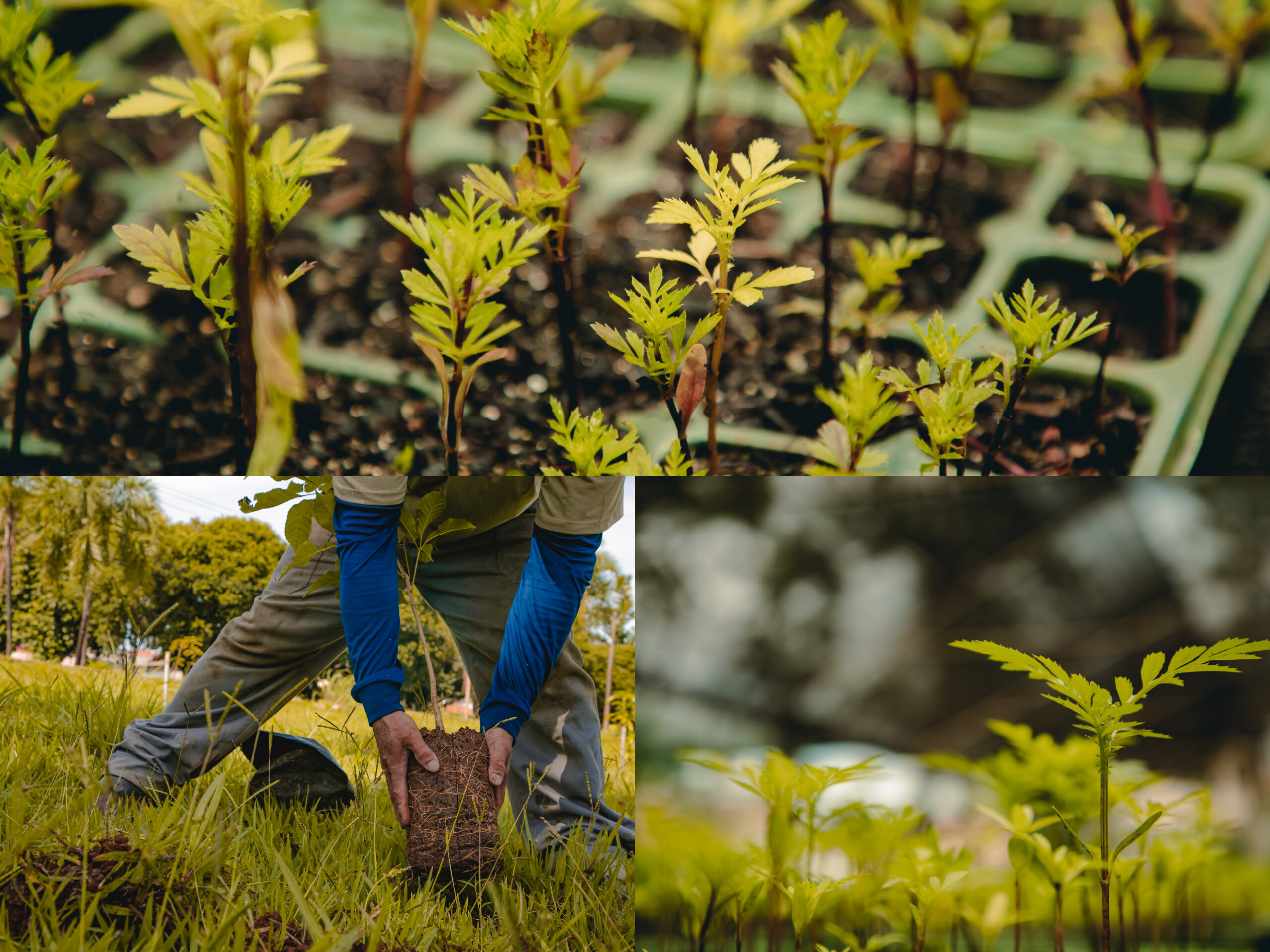 ANÁPOLIS SOBE AO PÓDIO E É DESTAQUE EM GESTÃO AMBIENTAL EM GOIÁS