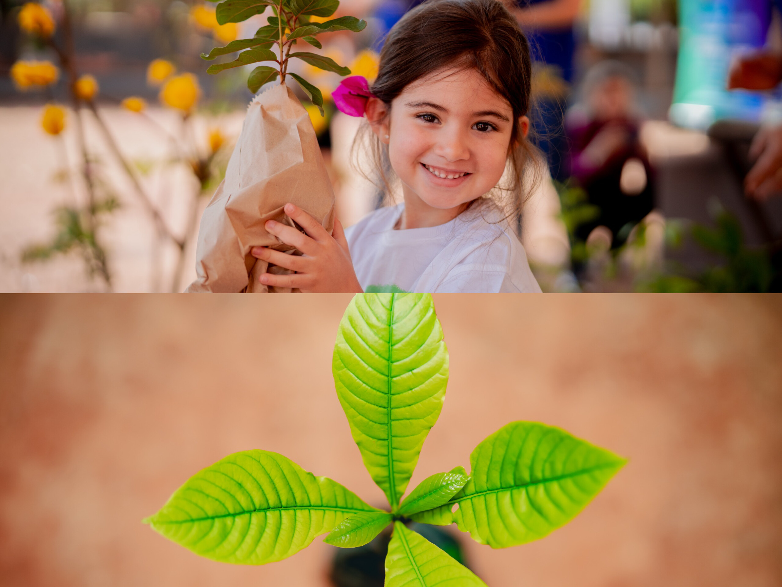 MEIO AMBIENTE 🌱♻️Troca Sustentável acontece nesta sexta no Viveiro Municipal com distribuição de mudas em Anápolis