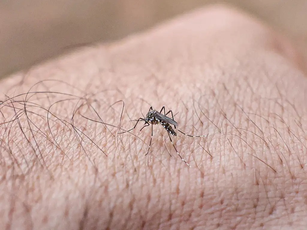 Anápolis é escolhida para aplicar tecnologia inovadora no combate ao Aedes aegypti