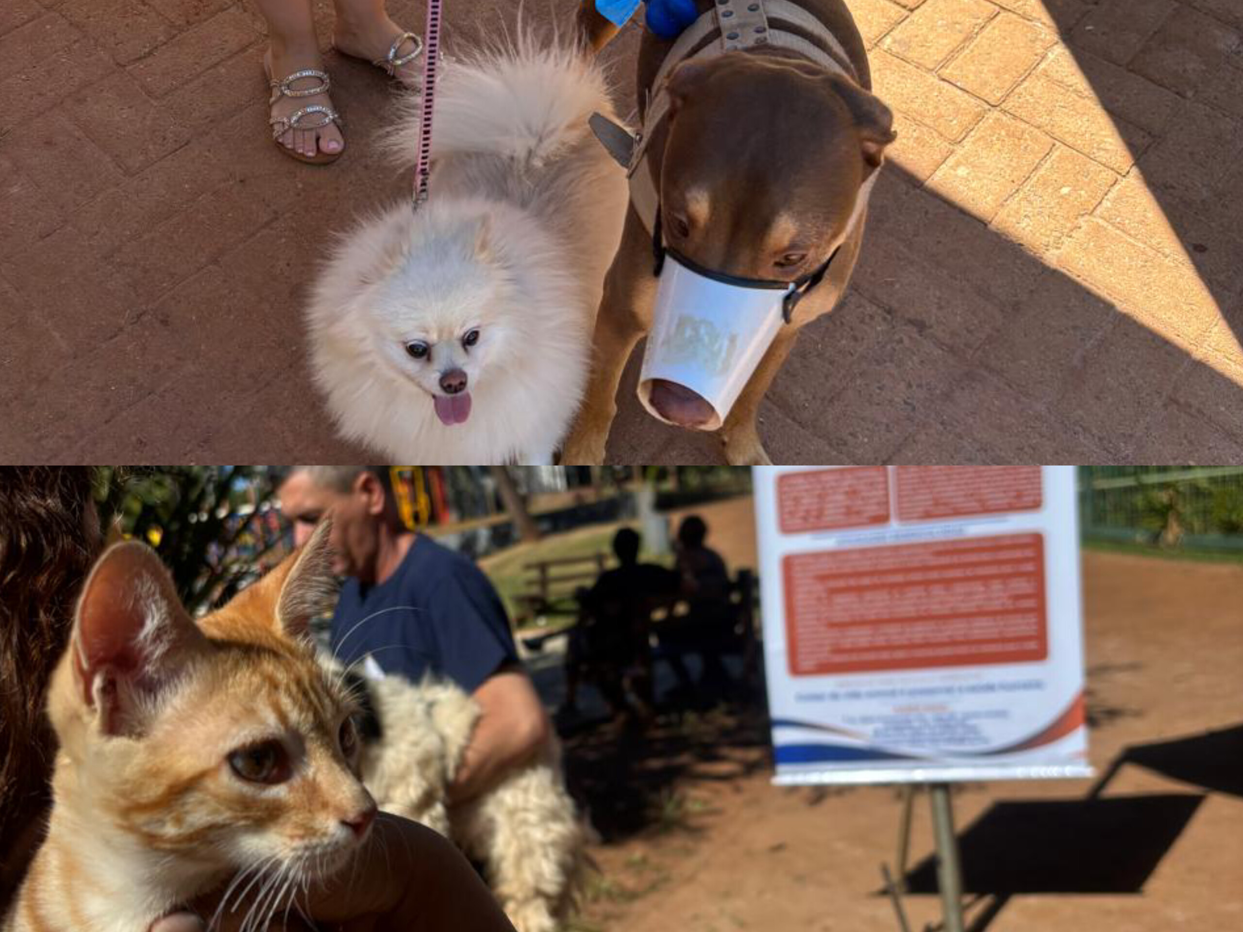 Férias de julho alteram vacinação antirrábica em Anápolis; confira onde levar cães e gatos