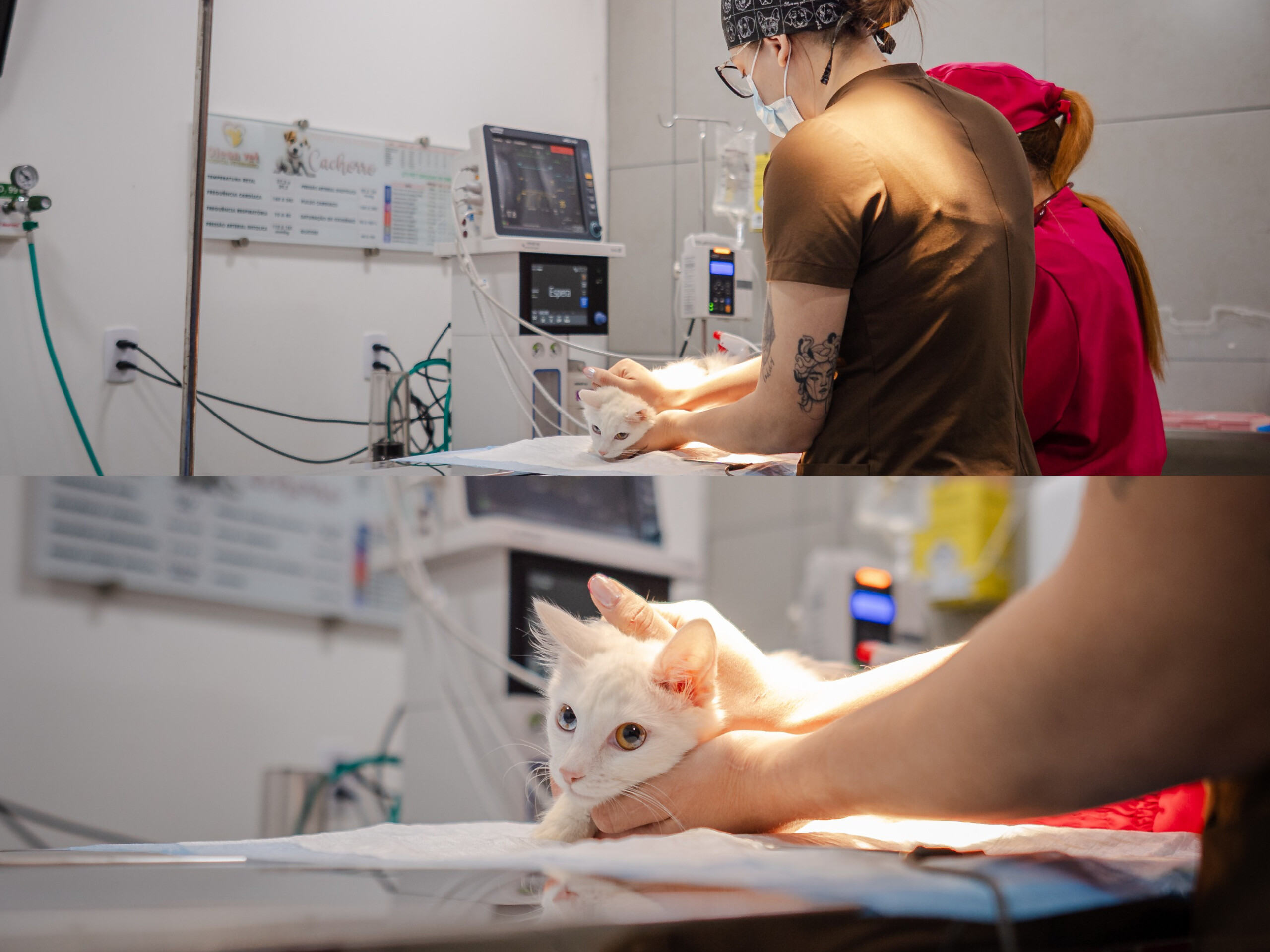 Prefeitura de Anápolis inicia castração gratuita de cães e gatos com microchip e atendimento em clínicas credenciadas